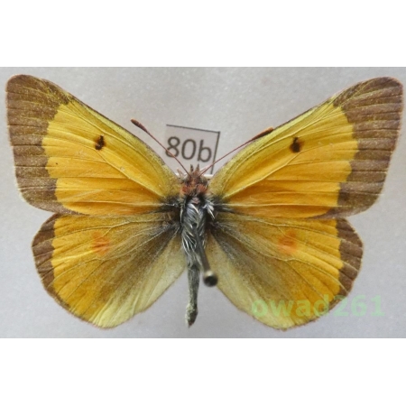 Colias chrysotheme (Esper, 1781) male Czech80b